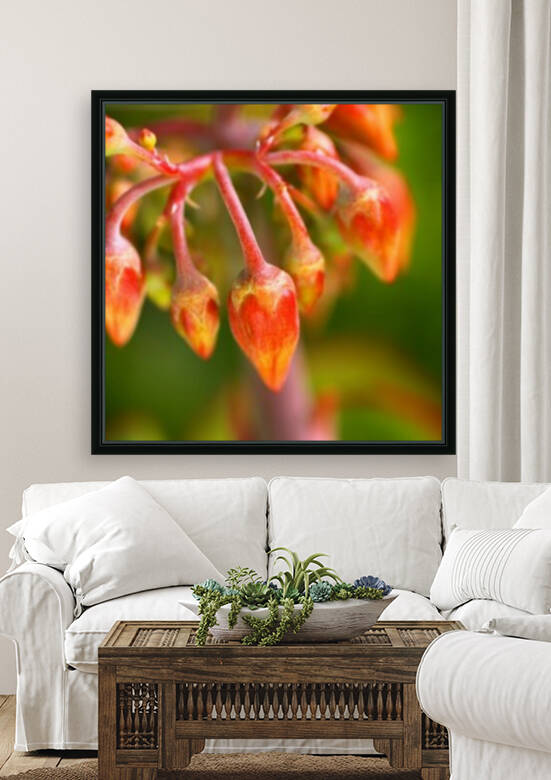 Cotyledon Macrantha Succulent Flowers  by Joy Watson
