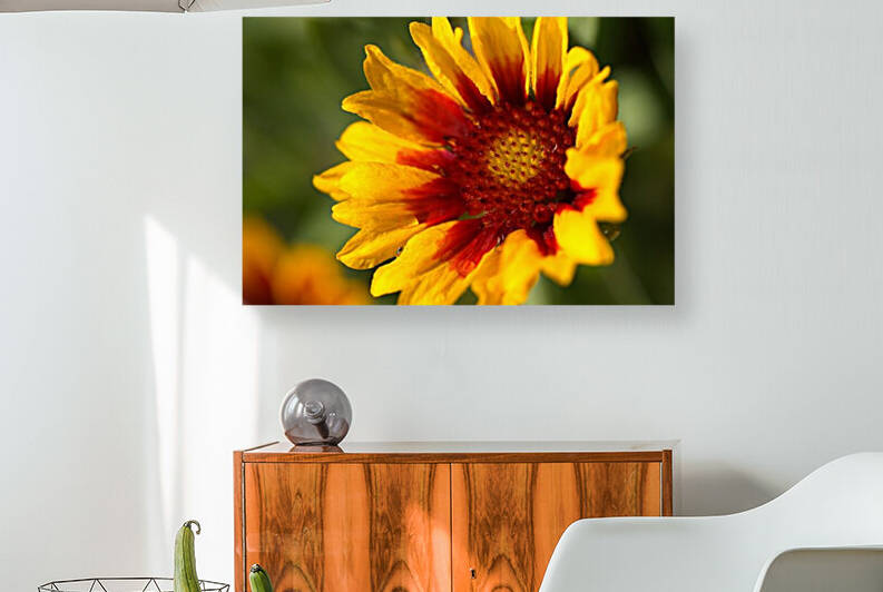 Blanket Flower Blooming by Joy Watson