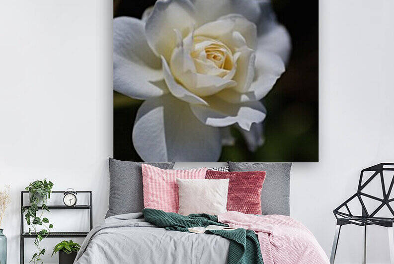 Rose Lush White by Joy Watson