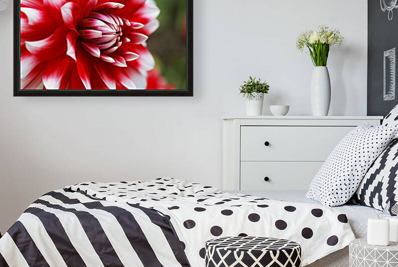 Dahlia Flower Red With White  by Joy Watson