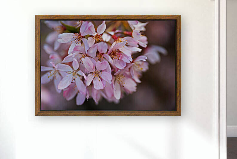 Delicate Small Pink Blossom by Joy Watson