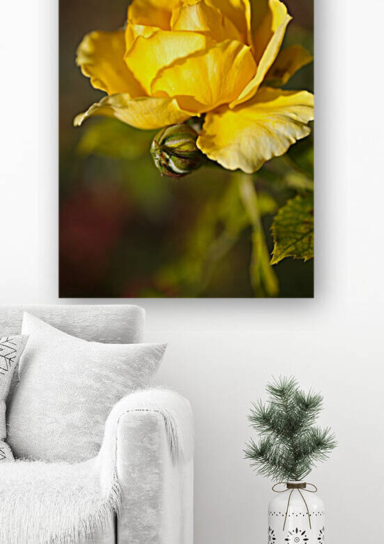Bud and yellow Full Rose by Joy Watson