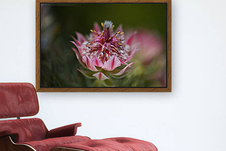 Small And Pink Protea by Joy Watson