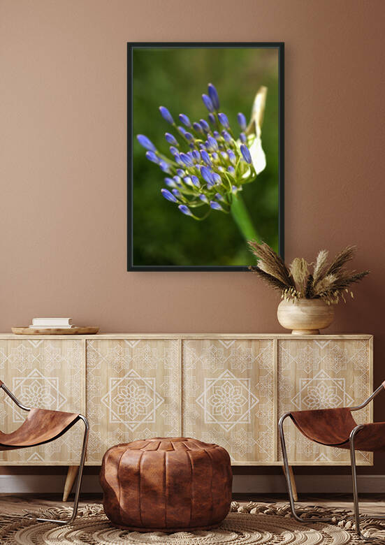 Agapanthus Blue Buds Growing by Joy Watson