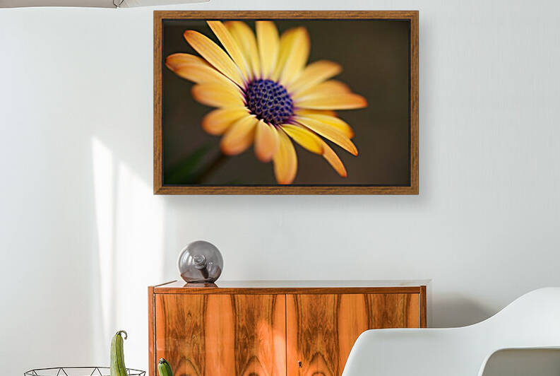 Golden African Daisy by Joy Watson