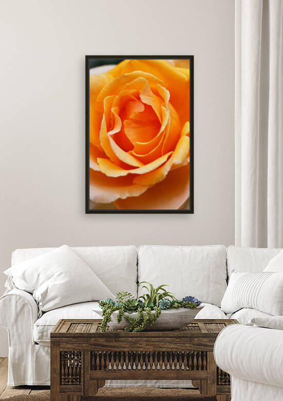 The Orange Rose  by Joy Watson