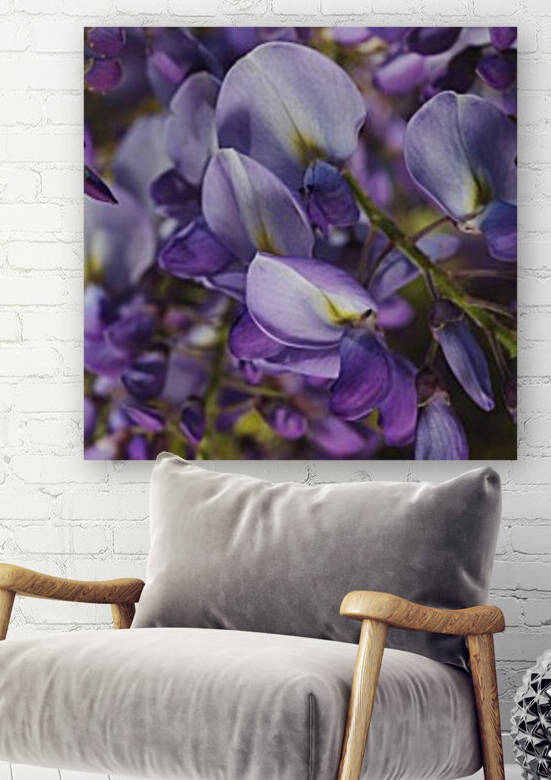 Wisteria Flowers Dream by Joy Watson