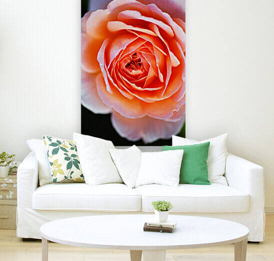 Rose Orange Into Pink by Joy Watson