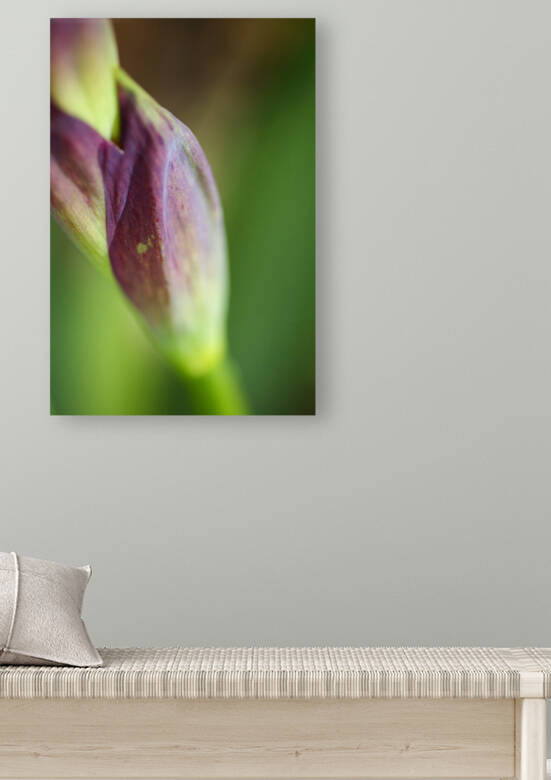 Purple Iris The Stem by Joy Watson