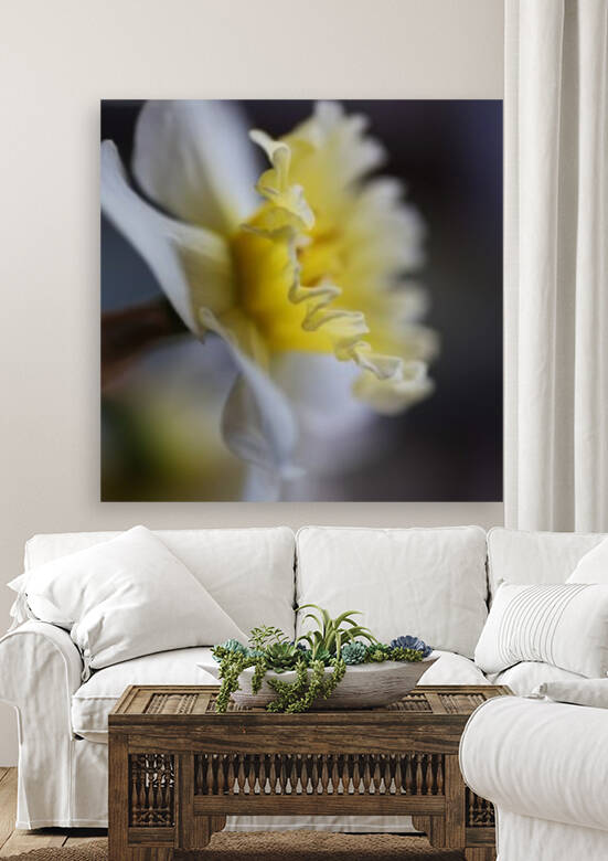 Yellow and White Daffodil by Joy Watson