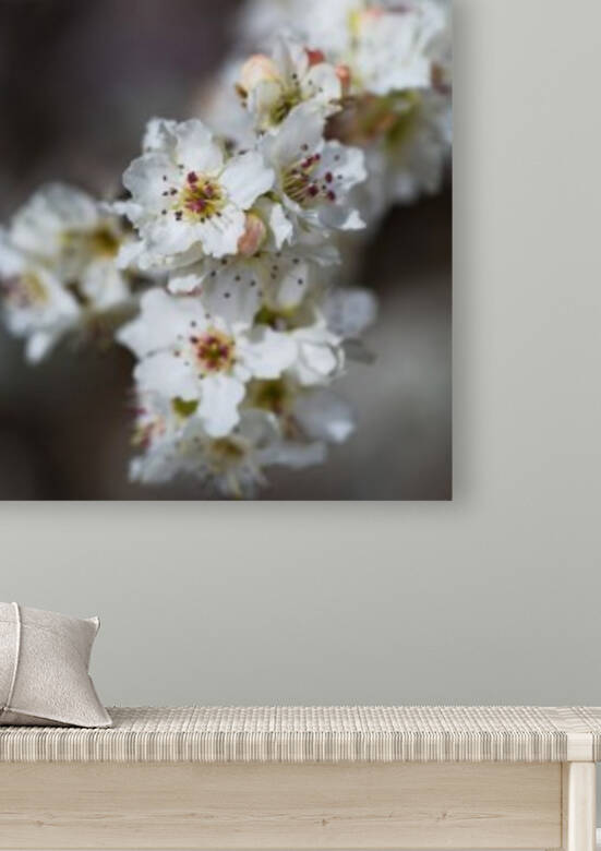 White Lux Blossom by Joy Watson