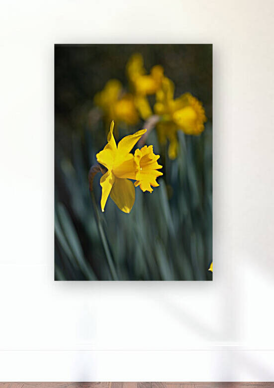 Yellow Daffodil And Family  by Joy Watson