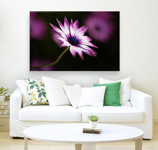 Bright Pink And White Daisy by Joy Watson