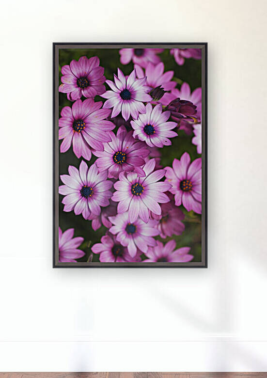 Cape Daisy Display by Joy Watson
