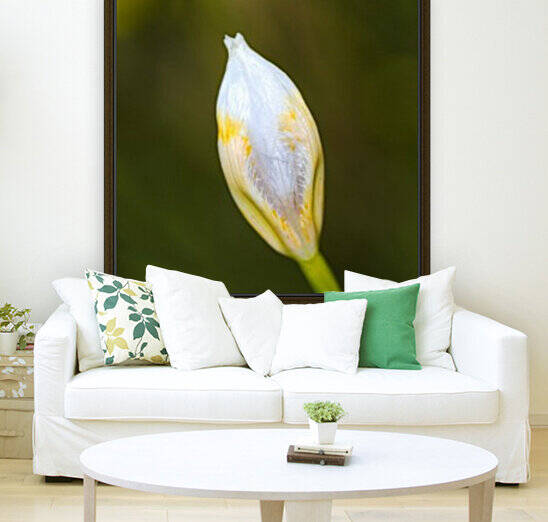 The Iris Bud by Joy Watson
