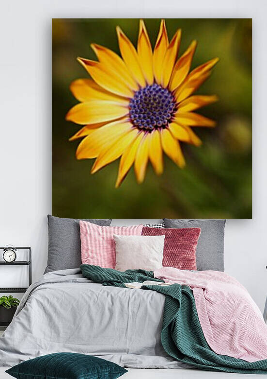 The African Daisy  Reproduction
