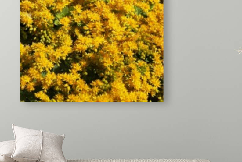Chicks and Hens Yellow Flowers by Joy Watson