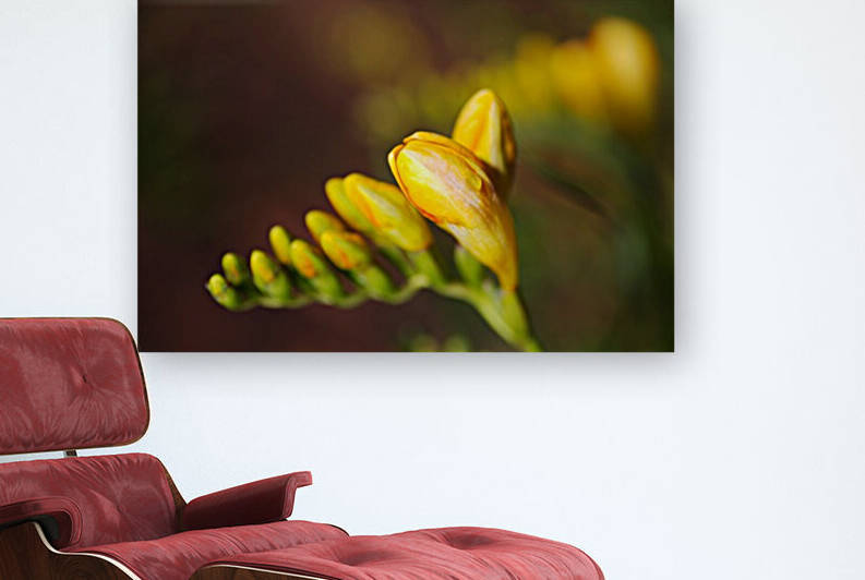 Freesia Flower Hand With Raindrop  by Joy Watson