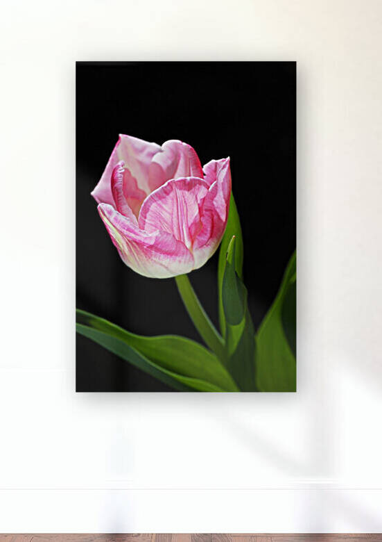 Tulip Pink and Soft White by Joy Watson