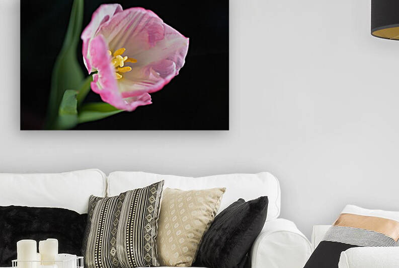 The Opening Pink Soft White Tulip by Joy Watson