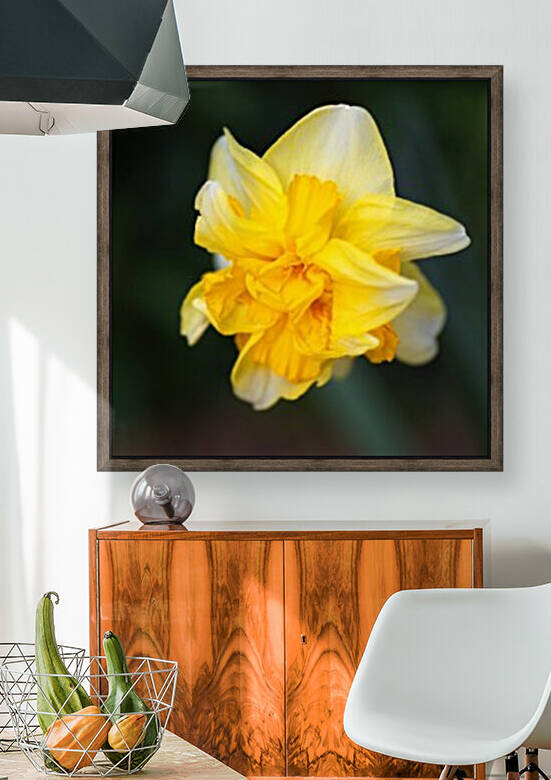 Double Daffodil Yellow by Joy Watson