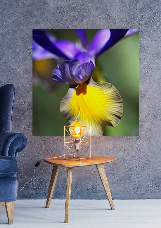 The Dancing Iris by Joy Watson
