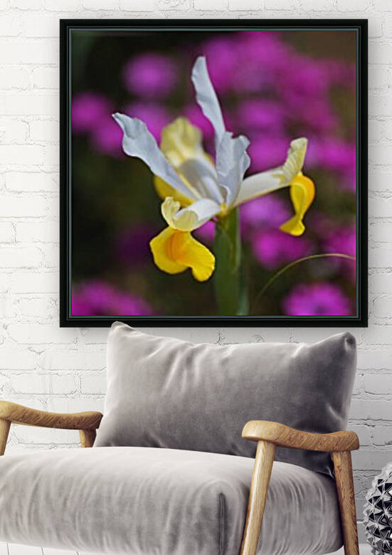 Iris Over Pink Daisies  by Joy Watson
