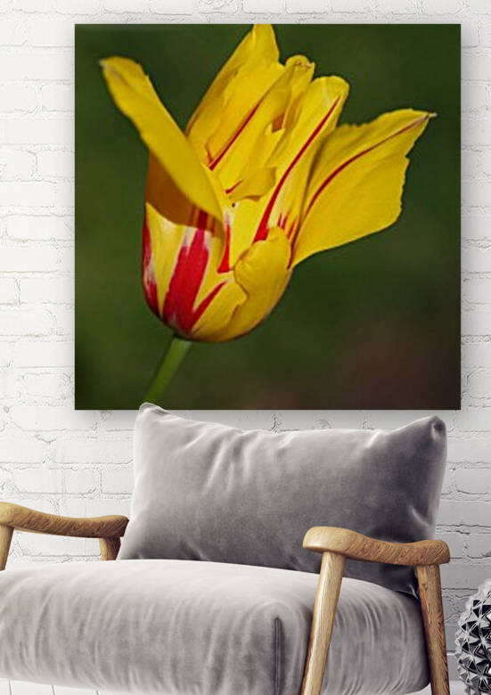 Red Stripe Yellow Tulip  by Joy Watson