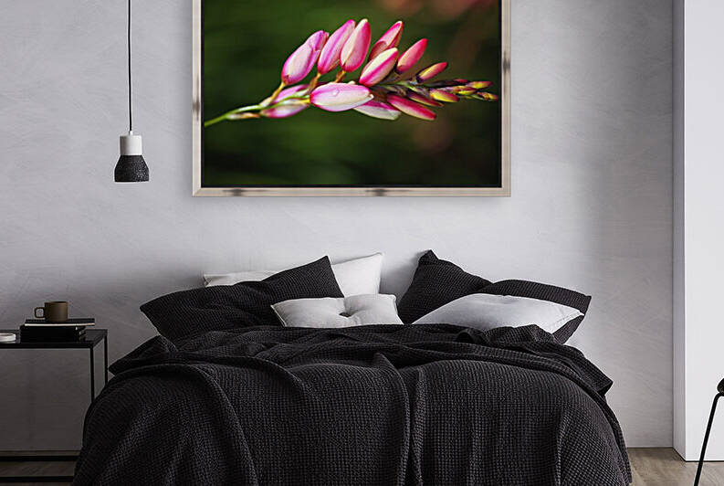 African Corn Lily Bloom by Joy Watson