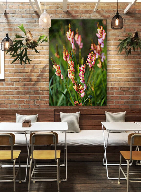 Beautiful African Corn Lilies by Joy Watson