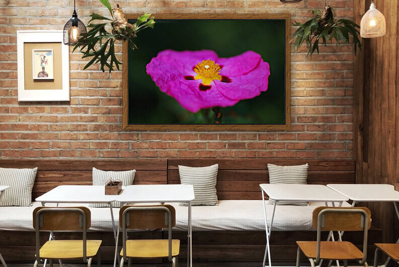 The Australian Hibiscus Desert Rose by Joy Watson
