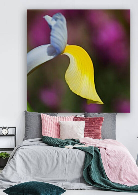 Dutch Iris Symphony Flower by Joy Watson