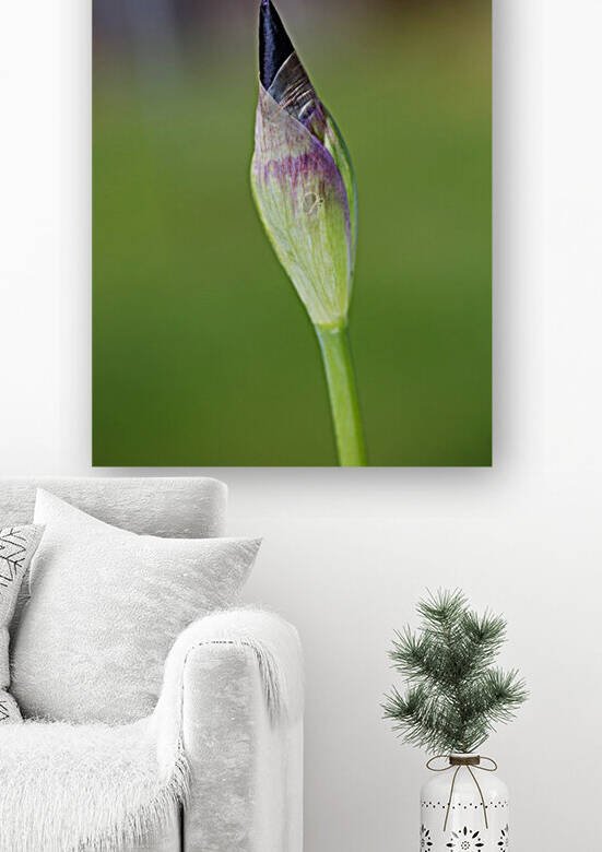 Purple Iris Bud Spring by Joy Watson