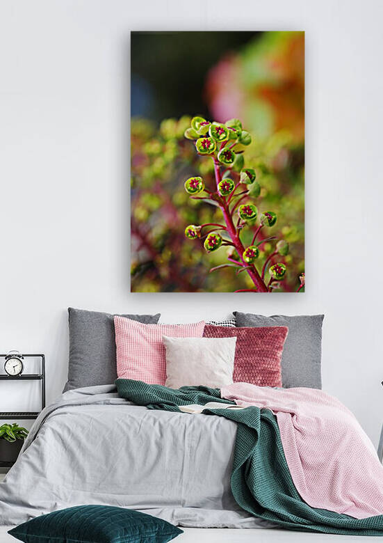 The Mediterranean Spurge Plant  by Joy Watson