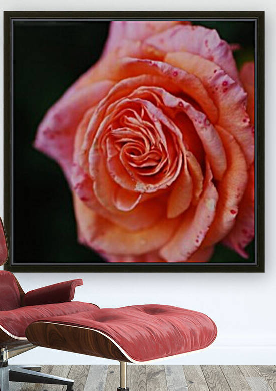 Orange Pink Dotted Rose by Joy Watson