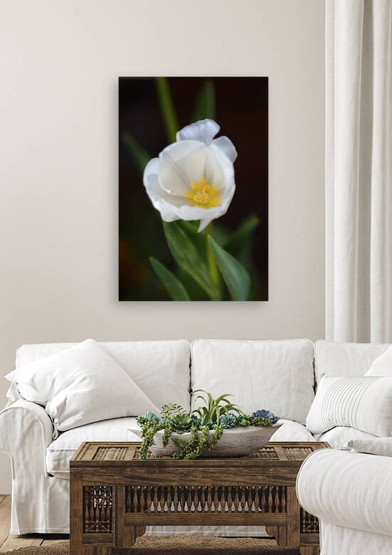 Full White Tulip by Joy Watson