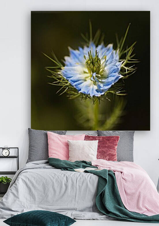 Love In The Mist flower Opened by Joy Watson