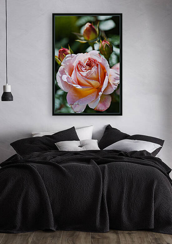 In Pink Abraham Darby Rose by Joy Watson