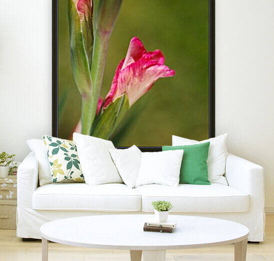 Gladiolus Pink Flowering Buds by Joy Watson