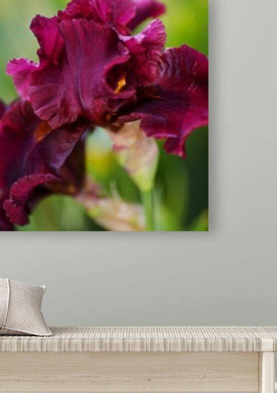 The Burgundy Bearded Iris by Joy Watson