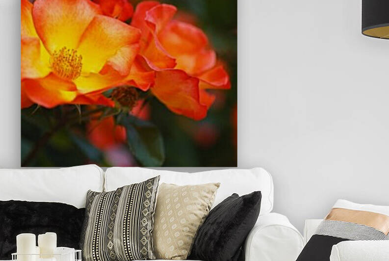 Glowing Orange Red Rose by Joy Watson