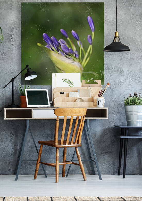 Opening Agapanthus  by Joy Watson