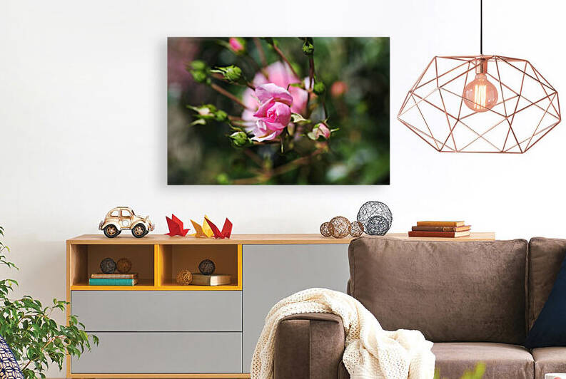 Pink Reaching Rose Buds by Joy Watson