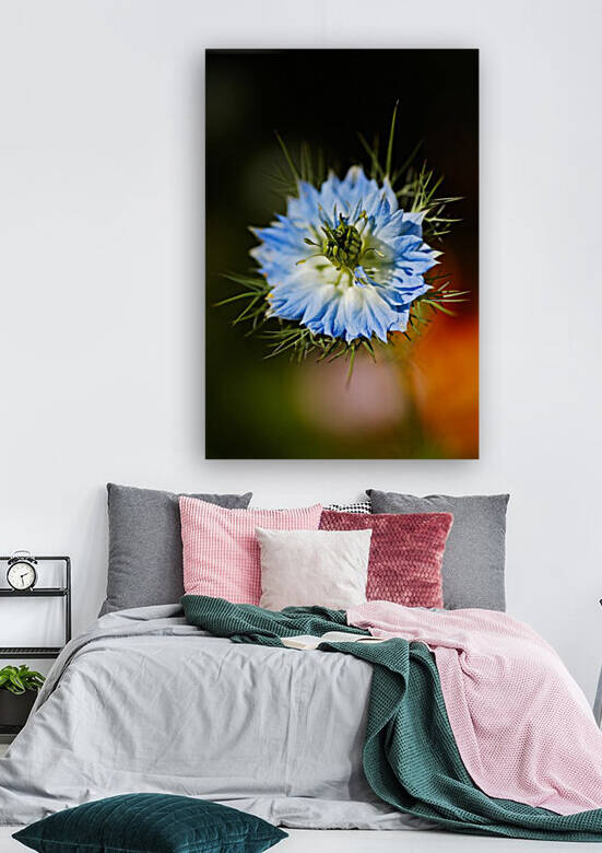 Nigella Flower by Joy Watson