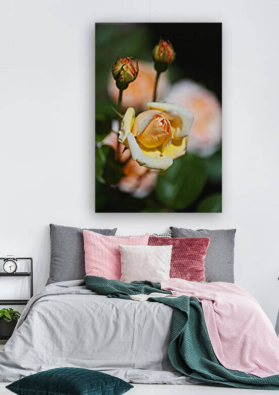 Yellow Rose Buds Three by Joy Watson