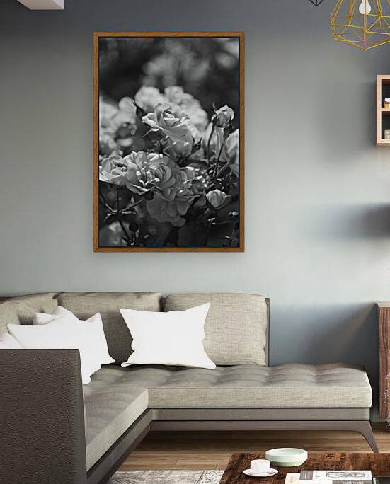Gorgeous Blank and White Roses by Joy Watson