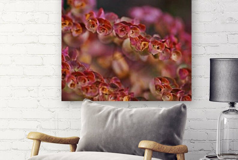 Red Mediterranean Spurge by Joy Watson