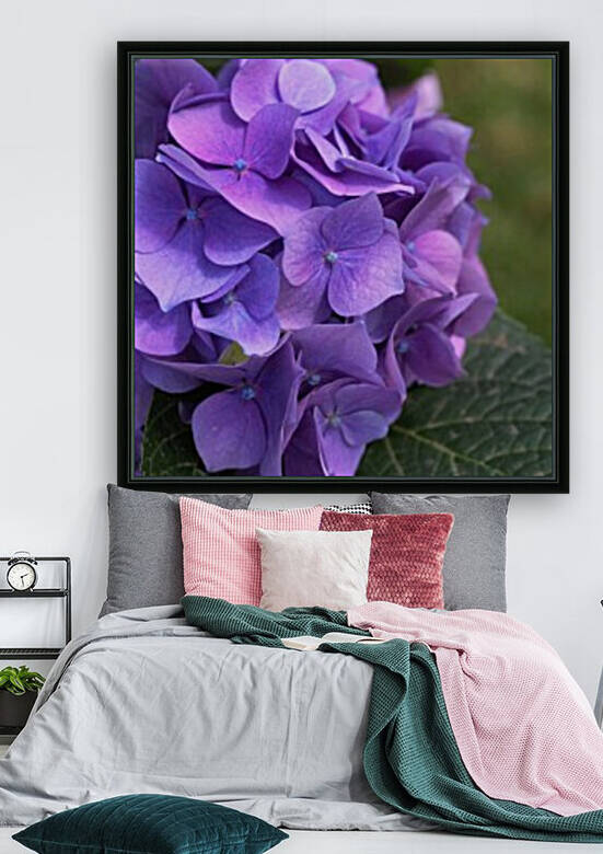 Hydrangea Blue Pink by Joy Watson