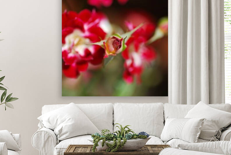 The Center Rose Bud Red  by Joy Watson