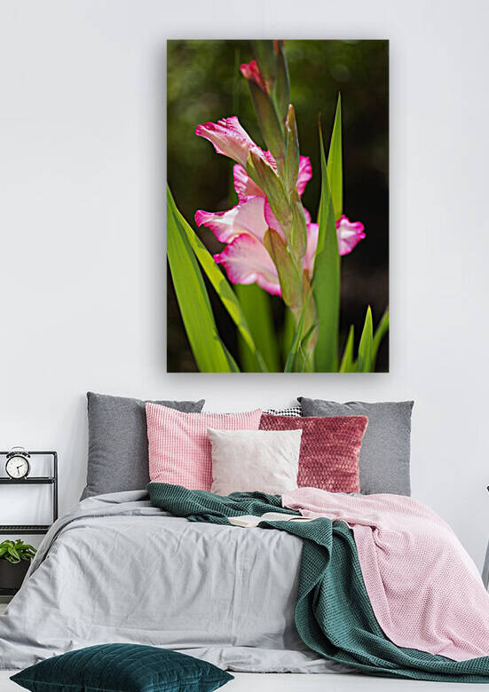 The Daydreamer Gladiolus  by Joy Watson